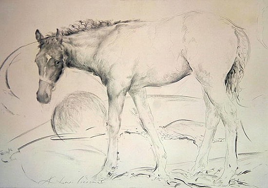Horse at Coolmore, 1990 (charcoal on paper)  à Antonio  Ciccone