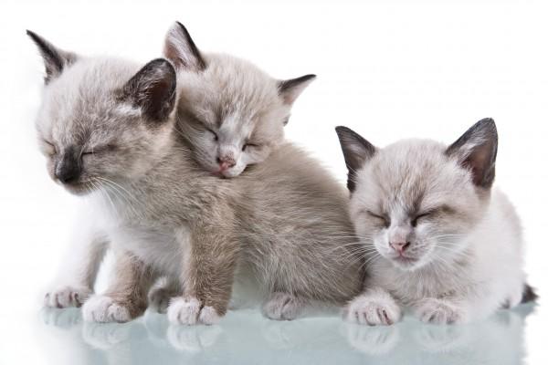 Baby Kittens Sleeping à Antonio Nunes