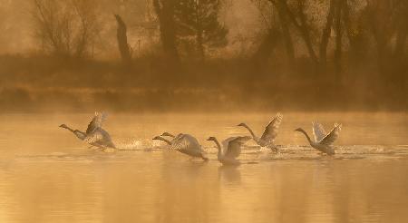 Swan Lake