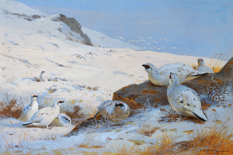Alpenschneehühner à Archibald Thorburn