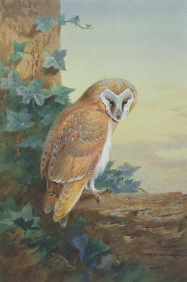 Barn Owl, 1916 (watercolour on paper) à Archibald Thorburn
