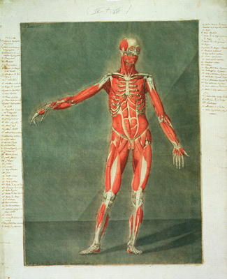 Superficial Muscular System of the Front of the Body, plate 4 from a complete course of anatomy with à Arnauld Eloi Gautier D'Agoty