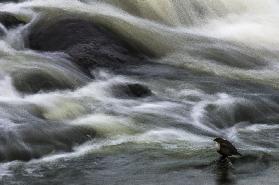 Flowing Contemplation