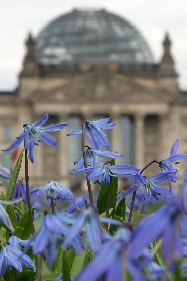 Blumenwiese vor Reichstag à Arno Burgi