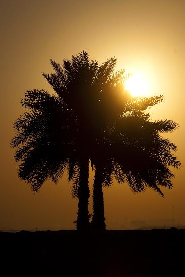 Katar - Sonnenaufgang in Doha à Arno Burgi