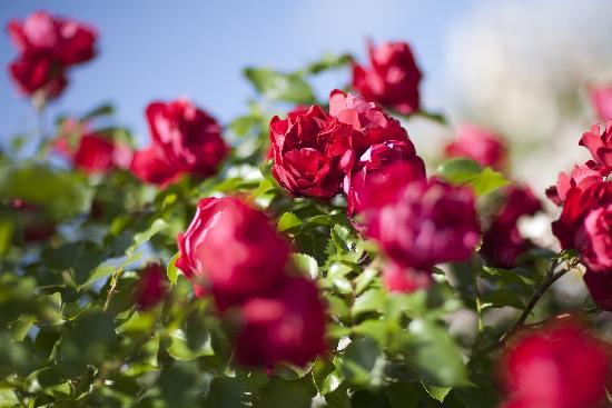 Rote Rosen à Arno Burgi