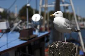 Möwe im Hafen