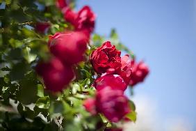 Rote Rosen