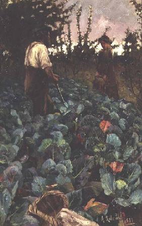 Cabbage Garden