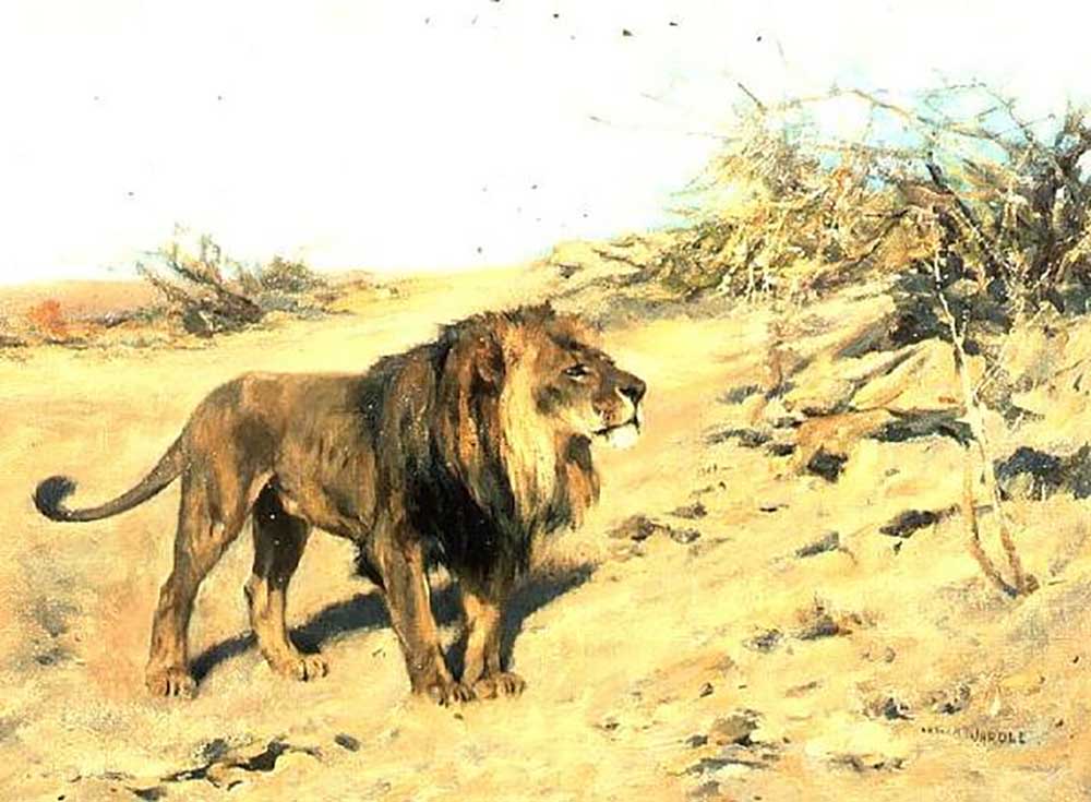 A Lion Amongst Scrub à Arthur Wardle