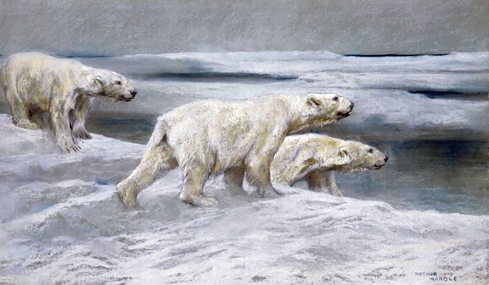 Polar Bears, c.1900 à Arthur Wardle