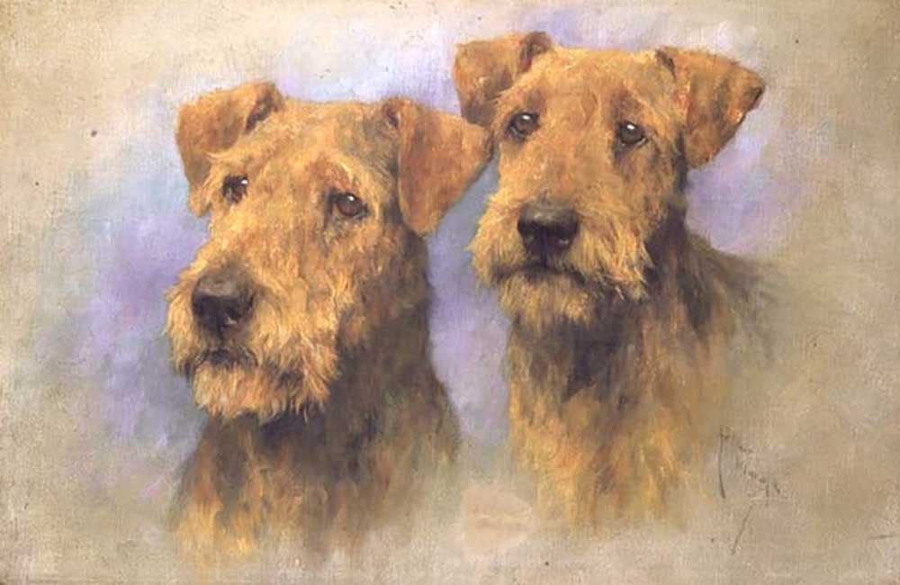 Portrait of Two Lakeland Terriers à Arthur Wardle