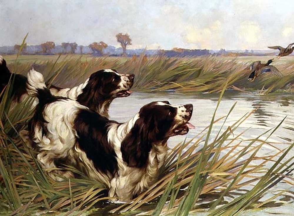 Two Springers Chasing Mallard Ducks à Arthur Wardle