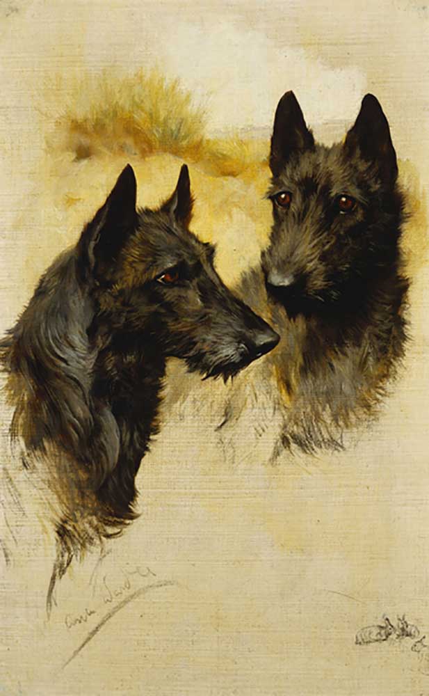 Two Scottish Terriers à Arthur Wardle