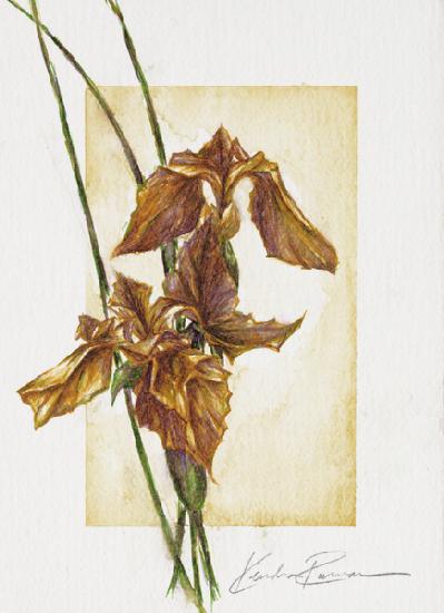 Golden Irises