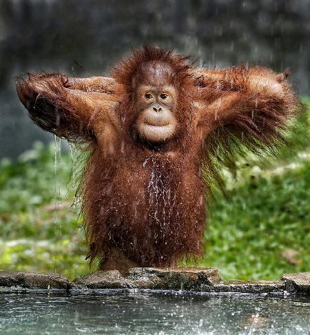 Young Orangutan