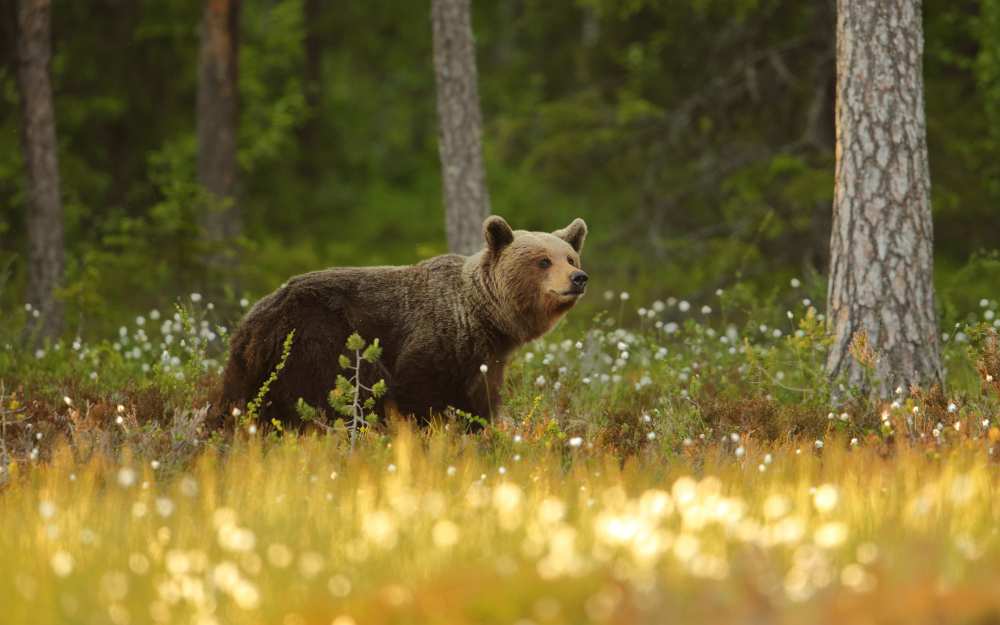 Brown Bear à Assaf Gavra