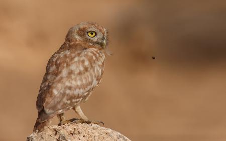 Owl Vs Bee