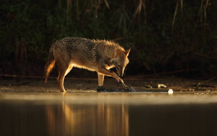 Jackal Morning Play à Assaf Gavra