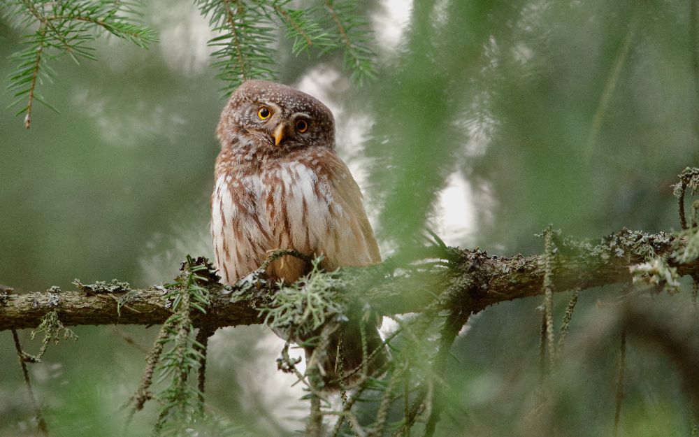 Pygmy Owl à Assaf Gavra
