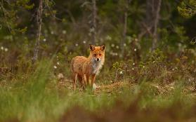 Red Fox