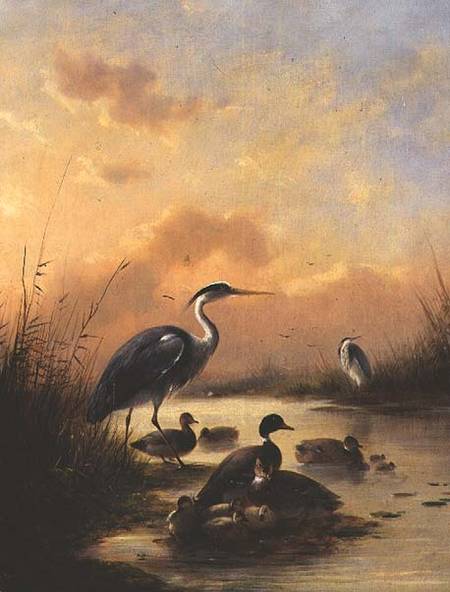 A family of Mallard and two Herons (pair of 77887) à Augustus Knip