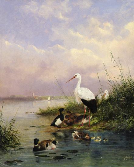 A family of Mallard, two Storks and a family of Tufted Ducks