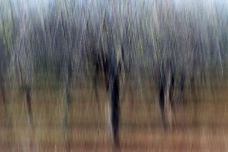 Trees in Abstract