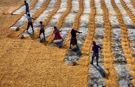 Rice production manual