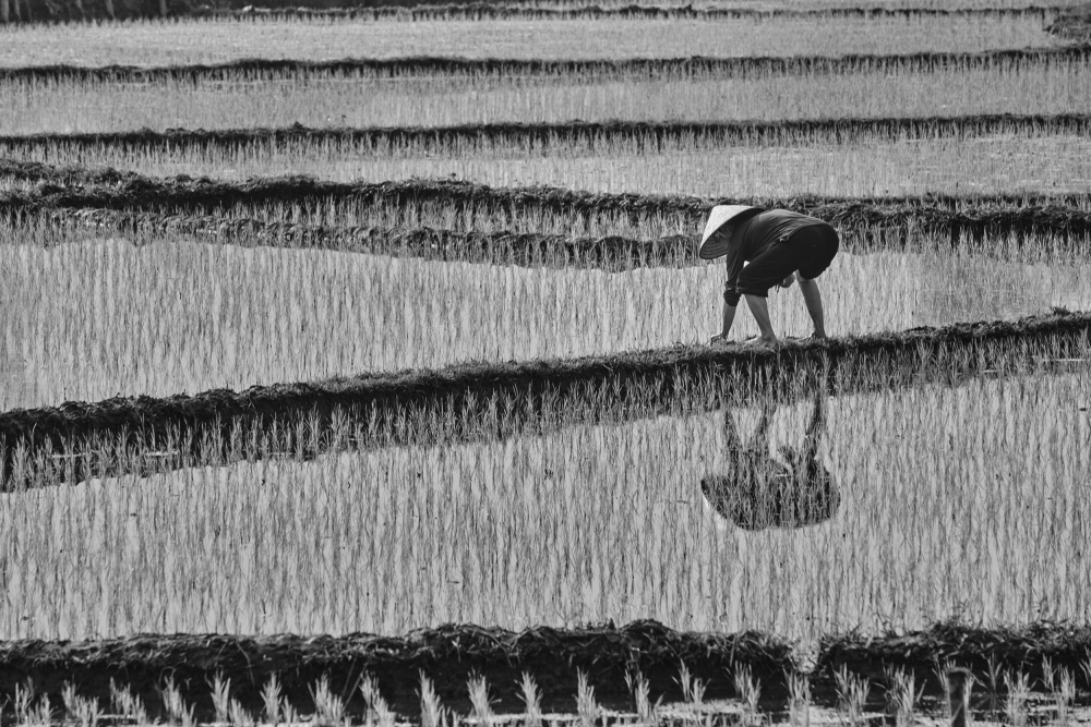 rice planting à Avital Hershkovitz
