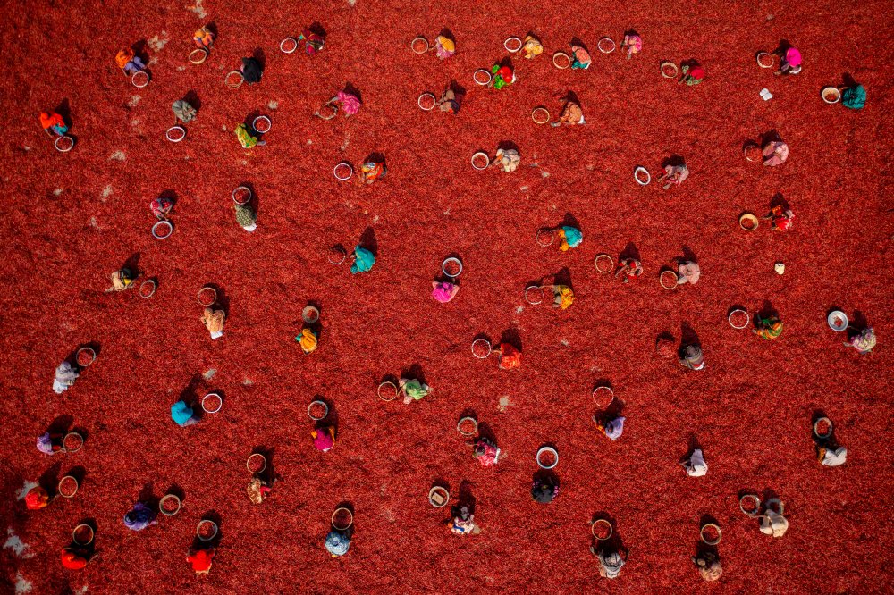 Women picking red chilies à Azim Khan Ronnie