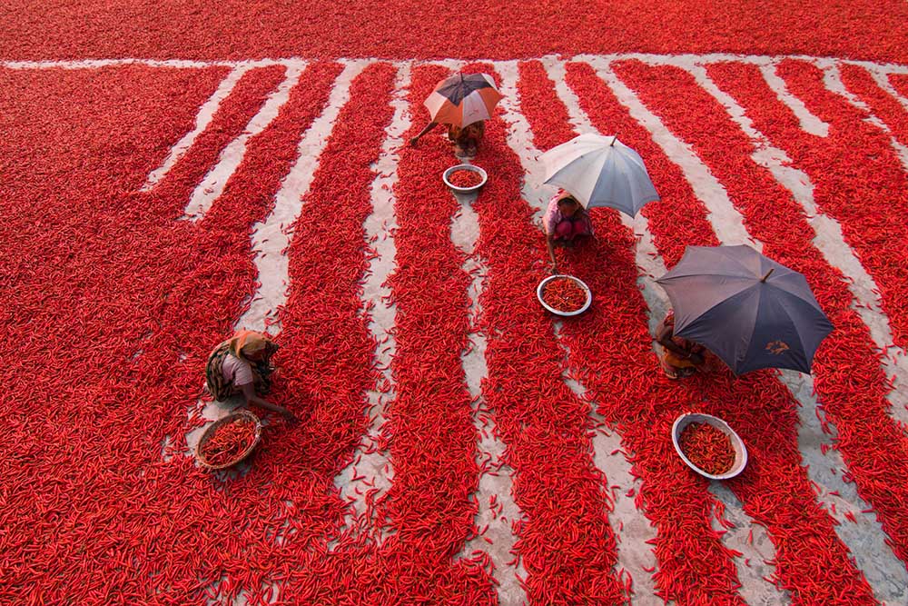 Red Chilies Pickers à Azim Khan Ronnie