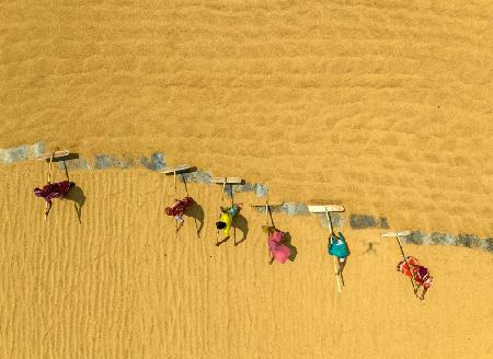 Rice drying under the hot sun