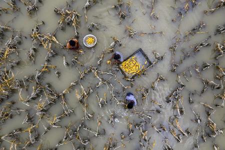 Flood water has damaged crops