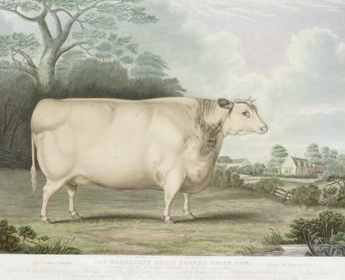 The Habertoft Short Horned Prize Cow, engraved by C. Hunt, 1842 (colour engraving) à B. Hubbard