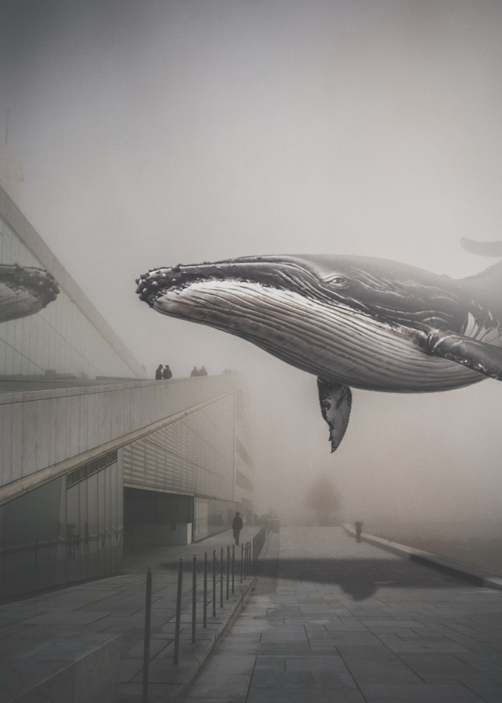 Whale nr. 28 à Baard Martinussen
