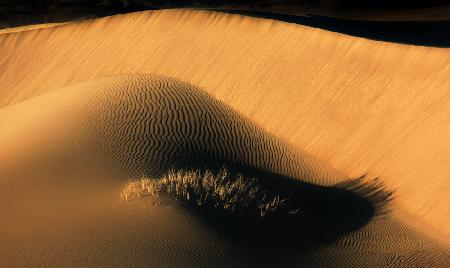 The eyelashes of desert