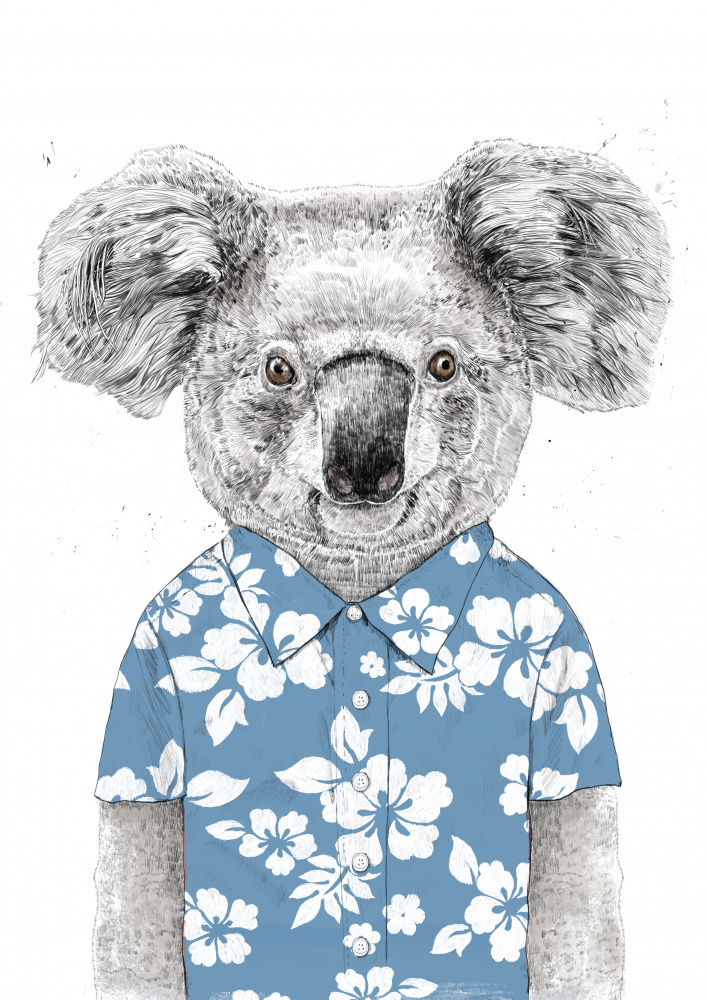 Summer Koala (blue) à Balazs Solti