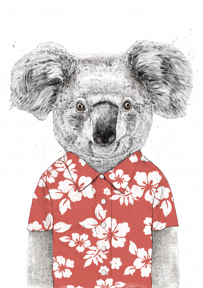 Summer koala (red) à Balazs Solti