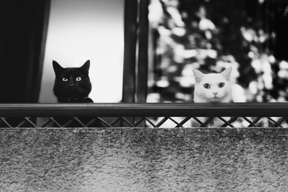 Two cats at the balcony à Baptiste RIVIERE
