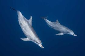 Bottlenose dolphins