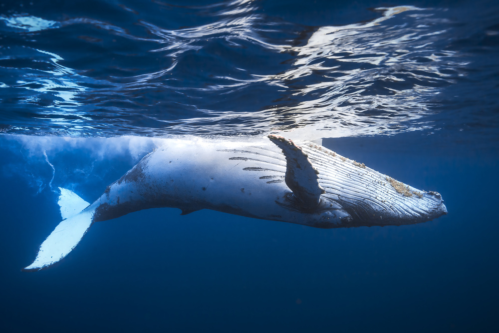 On the surface of the water: a humpback whale à Barathieu Gabriel