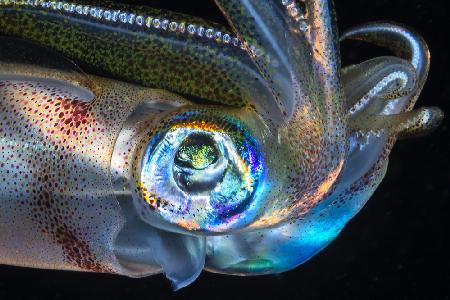 Eye of Squid