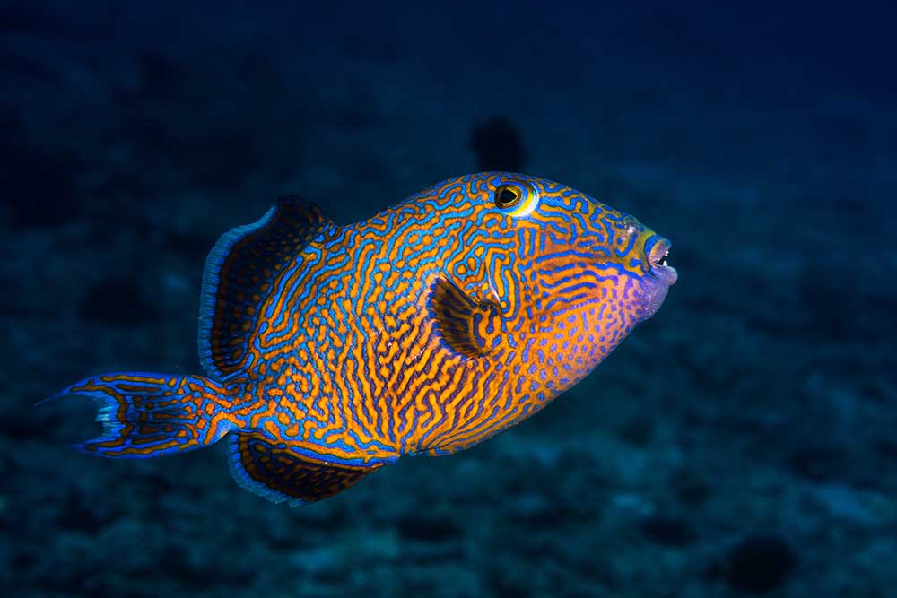 Blue triggerfish à Barathieu Gabriel