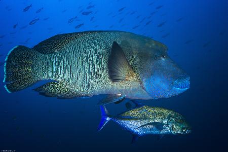 Humphead wrasse