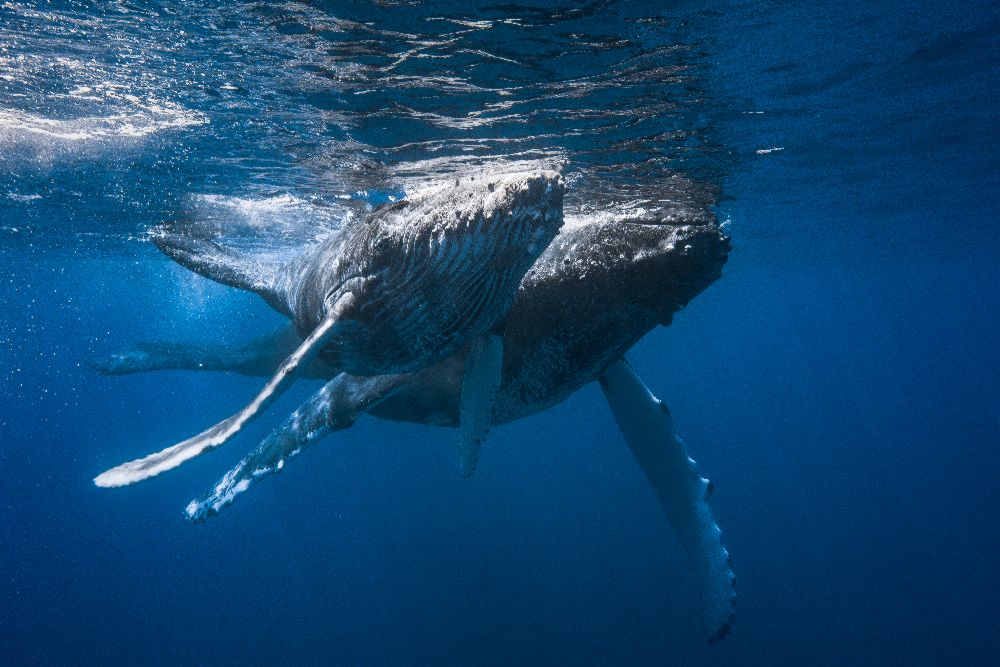 Humpback whale à Barathieu Gabriel