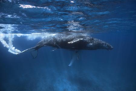 Humpback whale on the Iris bank