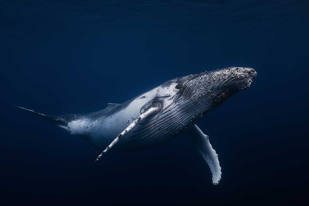 Humpback whale in blue à Barathieu Gabriel