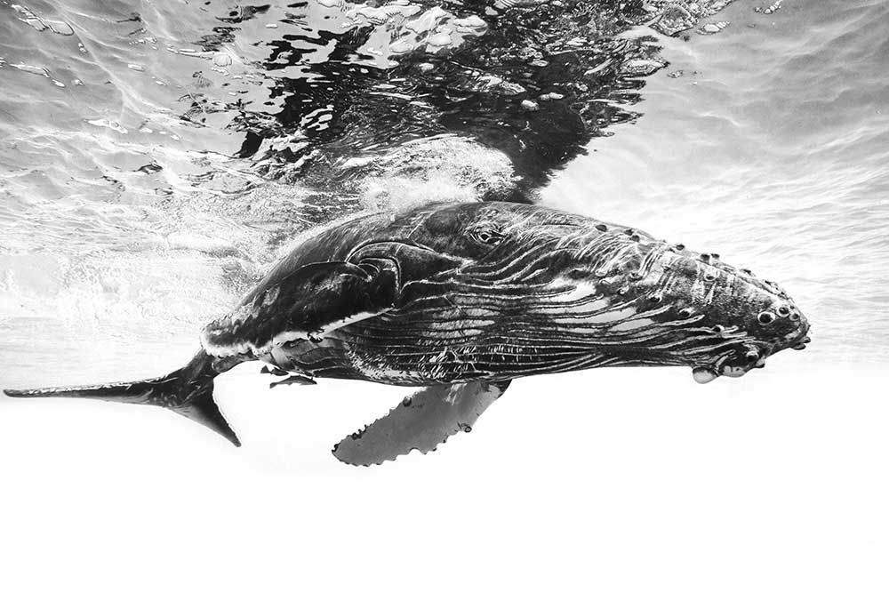Humpback whale calf à Barathieu Gabriel