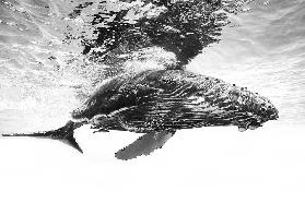 Humpback whale calf